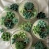 Succulent Garden candle